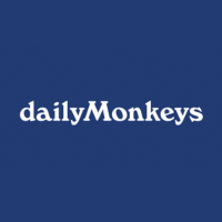 Daily monkeys